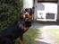 Rottweiler Xinka`s Calvin (Simba)