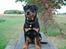 Rottweiler Xinka`s Calvin (Simba)