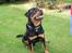 Rottweiler Xinka`s Calvin (Simba)