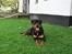 Rottweiler Xinka`s Calvin (Simba)