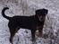 Rottweiler Xinka`s Calvin (Simba)