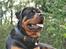 Rottweiler Xinka`s Calvin (Simba)