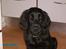 Flat coated retriever Mira