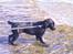 Flat coated retriever Mira - En rigtig strandløvinde