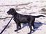 Flat coated retriever Mira - Sand og vand, kan det blive bedre??