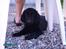 Flat coated retriever Mira - Jeg gemmer mig under mors stol