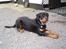 Rottweiler Xinka`s Calvin (Simba)