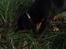 Rottweiler Xinka`s Calvin (Simba)