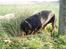Rottweiler Xinka`s Calvin (Simba)