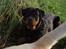 Rottweiler Xinka`s Calvin (Simba)