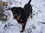 Rottweiler Xinka`s Calvin (Simba)