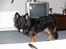 Schæferhund Balto R.I.P 23/6 2009