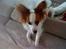 Papillon Chico R.I.P. 2011