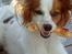 Papillon Chico R.I.P. 2011