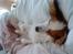 Papillon Chico R.I.P. 2011