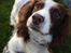 Engelsk springer spaniel Langelinies Tichko (R.I.P