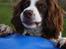 Engelsk springer spaniel Langelinies Tichko (R.I.P