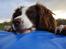 Engelsk springer spaniel Langelinies Tichko (R.I.P