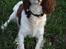 Engelsk springer spaniel Langelinies Tichko (R.I.P