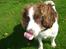 Engelsk springer spaniel Langelinies Tichko (R.I.P