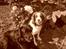 Engelsk springer spaniel Langelinies Tichko (R.I.P