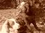 Engelsk springer spaniel Langelinies Tichko (R.I.P