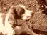 Engelsk springer spaniel Langelinies Tichko (R.I.P