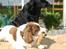 Engelsk springer spaniel Langelinies Tichko (R.I.P