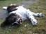 Engelsk springer spaniel Nemo 