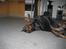 Dobermann SPIKE     R.I.P 3/11-2009