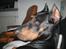 Dobermann SPIKE     R.I.P 3/11-2009