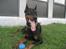Dobermann SPIKE     R.I.P 3/11-2009