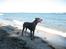 Dobermann SPIKE     R.I.P 3/11-2009