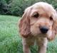 Cocker spaniel Dutten