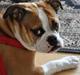 Olde english bulldogge Anjali aka Asja