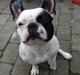 Fransk bulldog Spike (Himmelhund)