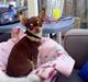 Chihuahua Dolle