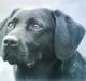 Labrador retriever (Formel 1) Blackie