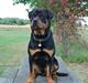 Rottweiler Xinka`s Calvin (Simba)