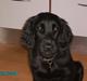 Flat coated retriever Mira