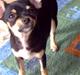 Chihuahua Lullu