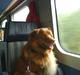 Nova scotia duck tolling retriever Gandalf (2003-2010)