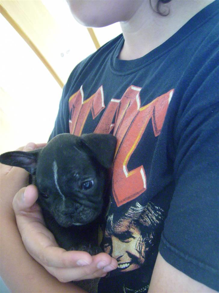 Fransk bulldog ozzy - her er han 7 uger billede 1