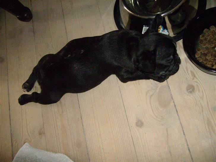 Fransk bulldog ozzy - han er lige blevet taget fra sin mor her. og er 9 uger billede 2