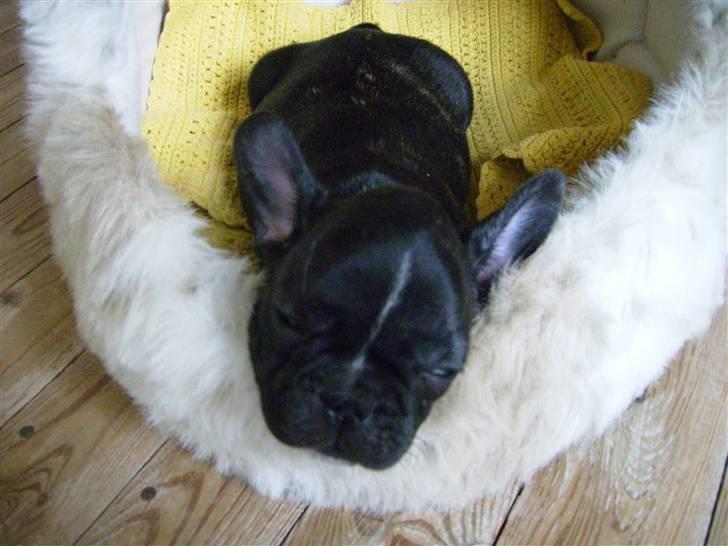 Fransk bulldog ozzy - træt ? billede 3