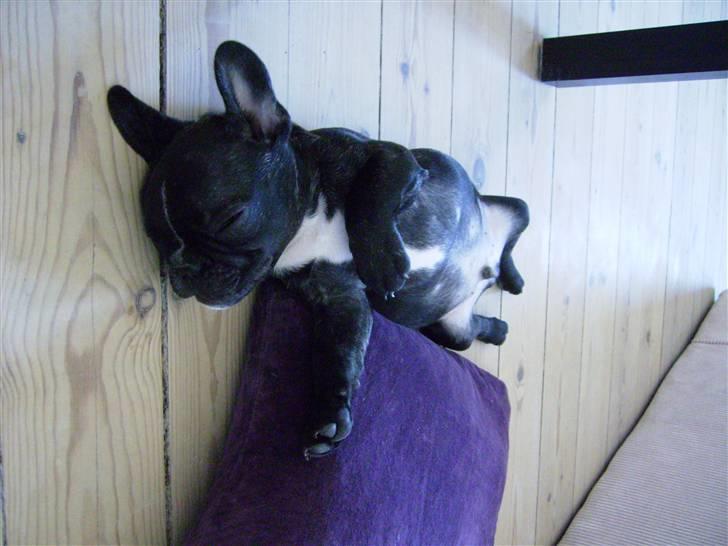 Fransk bulldog ozzy billede 4