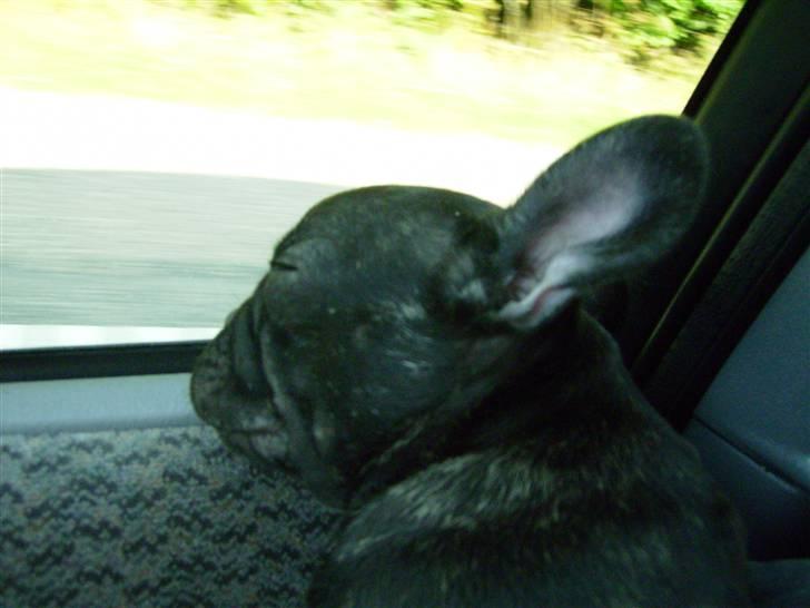 Fransk bulldog ozzy - på vej hjem fra en travl dag på jobbet billede 5