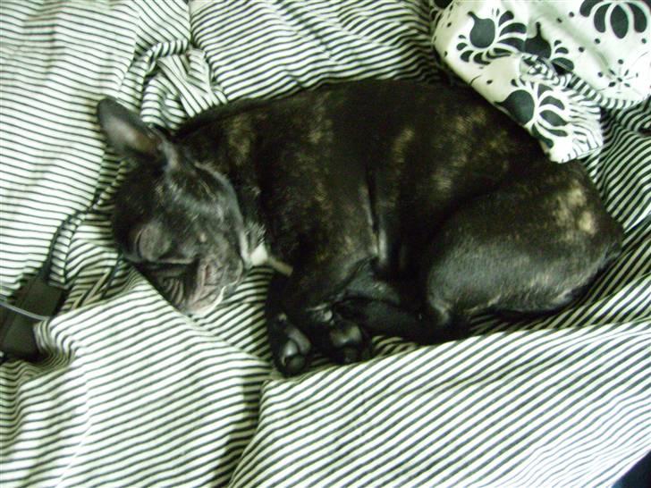 Fransk bulldog ozzy billede 6