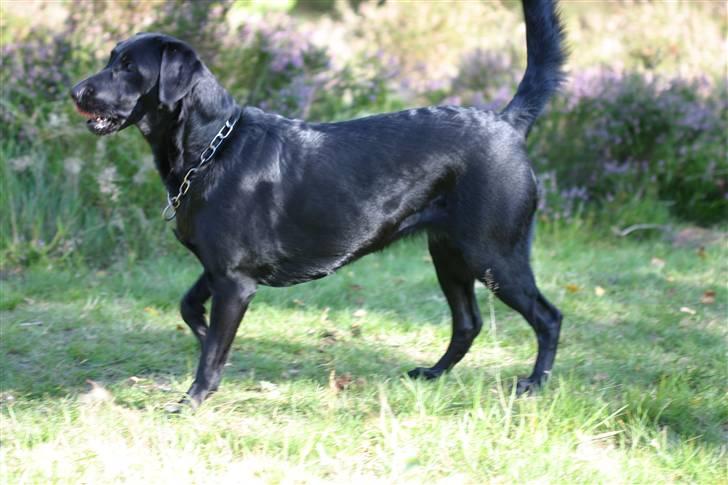 Labrador retriever <3Molly<3 billede 14