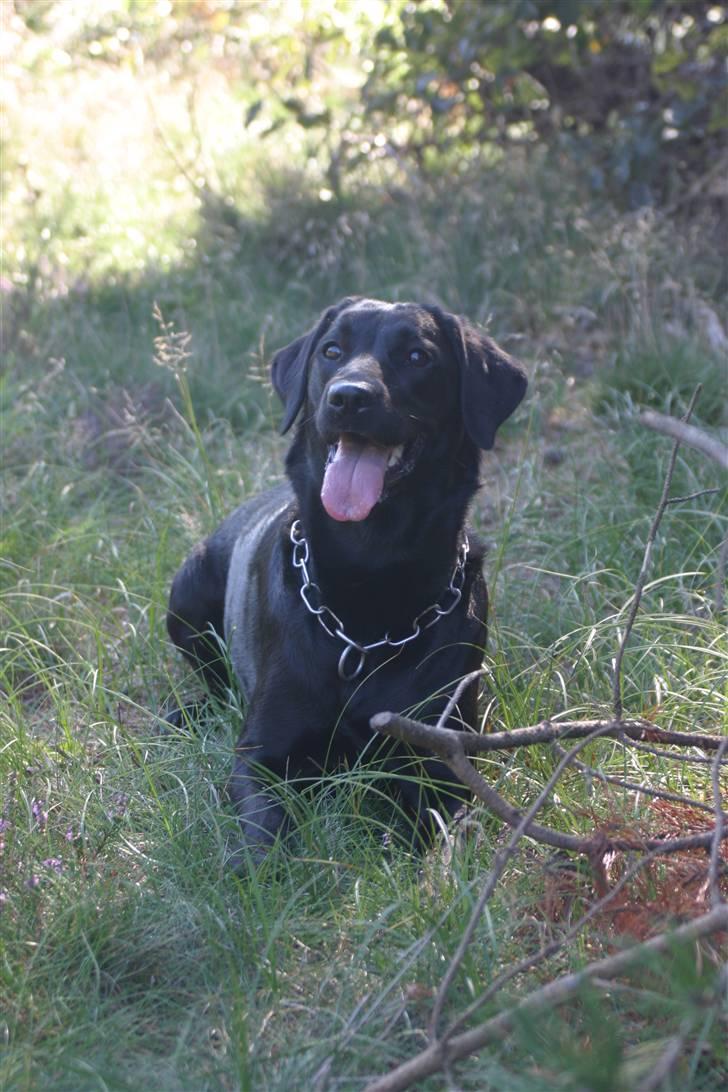 Labrador retriever <3Molly<3 billede 15